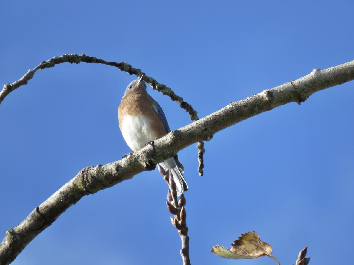 Eastern Bluebird - ML643324676