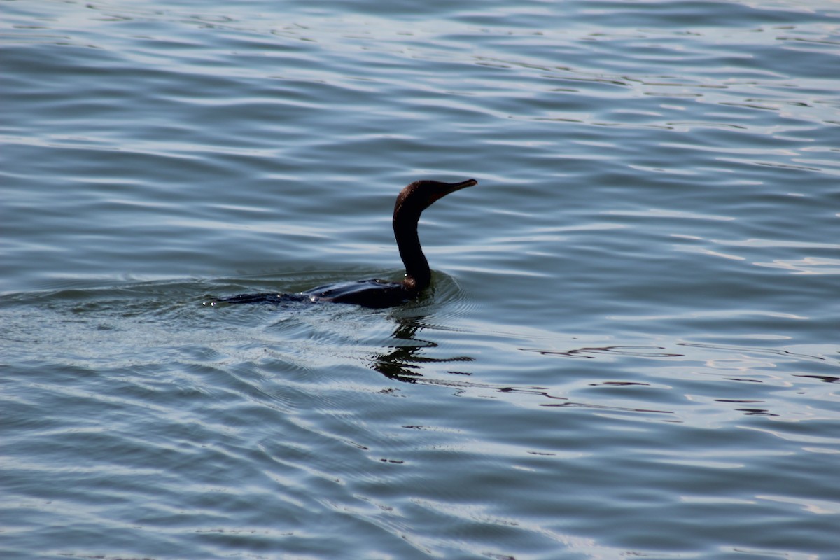 Double-crested Cormorant - ML643324690