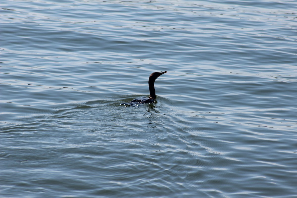 Double-crested Cormorant - ML643324692
