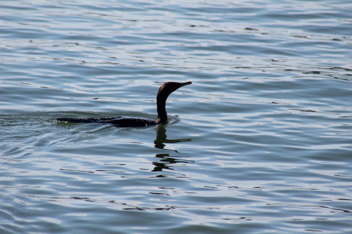 Double-crested Cormorant - ML643324693