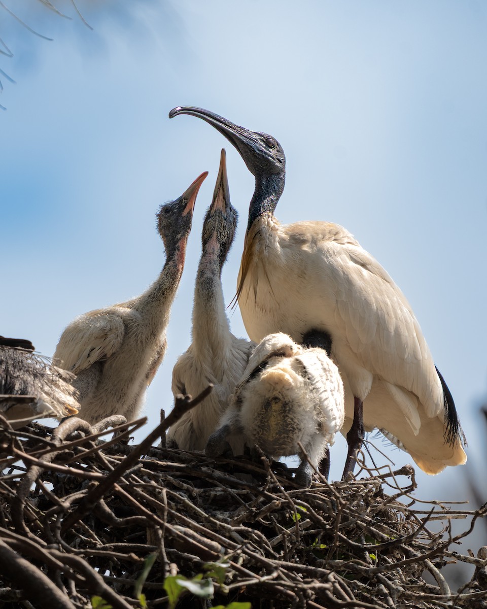 Avustralya Kutsal Aynağı - ML643324732