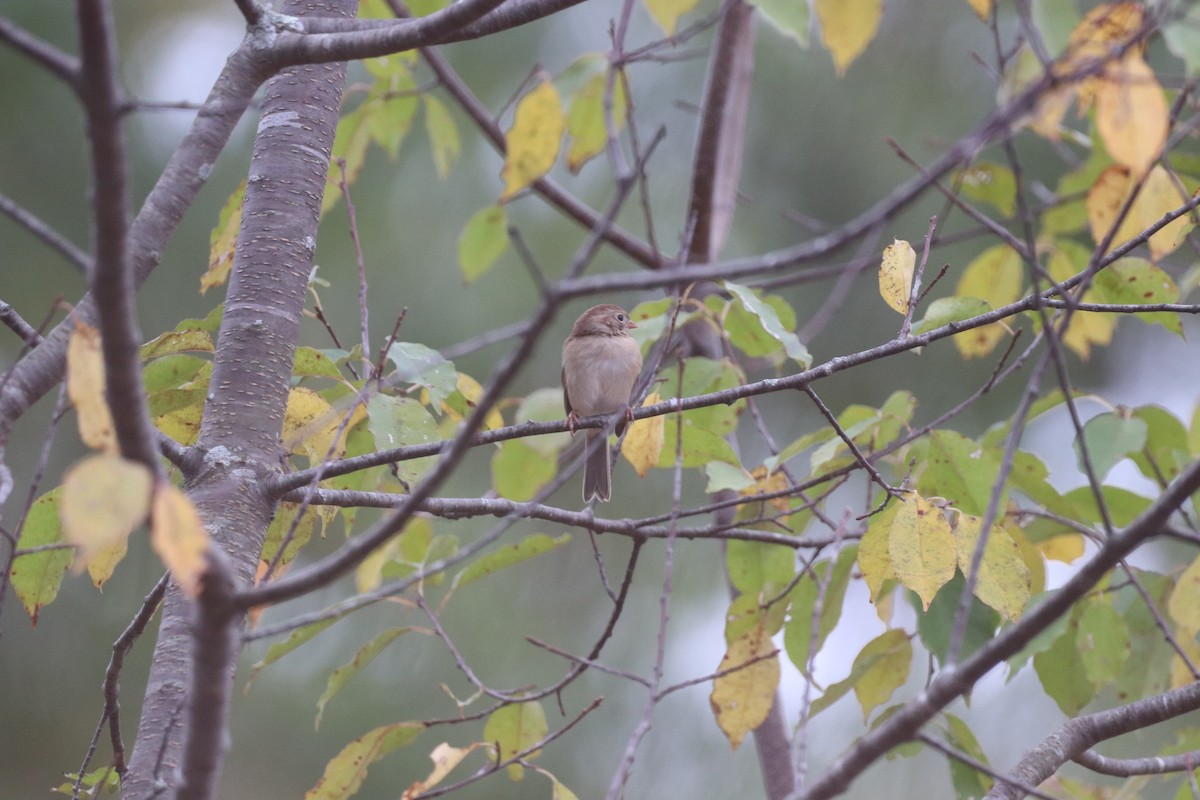Field Sparrow - ML643324747