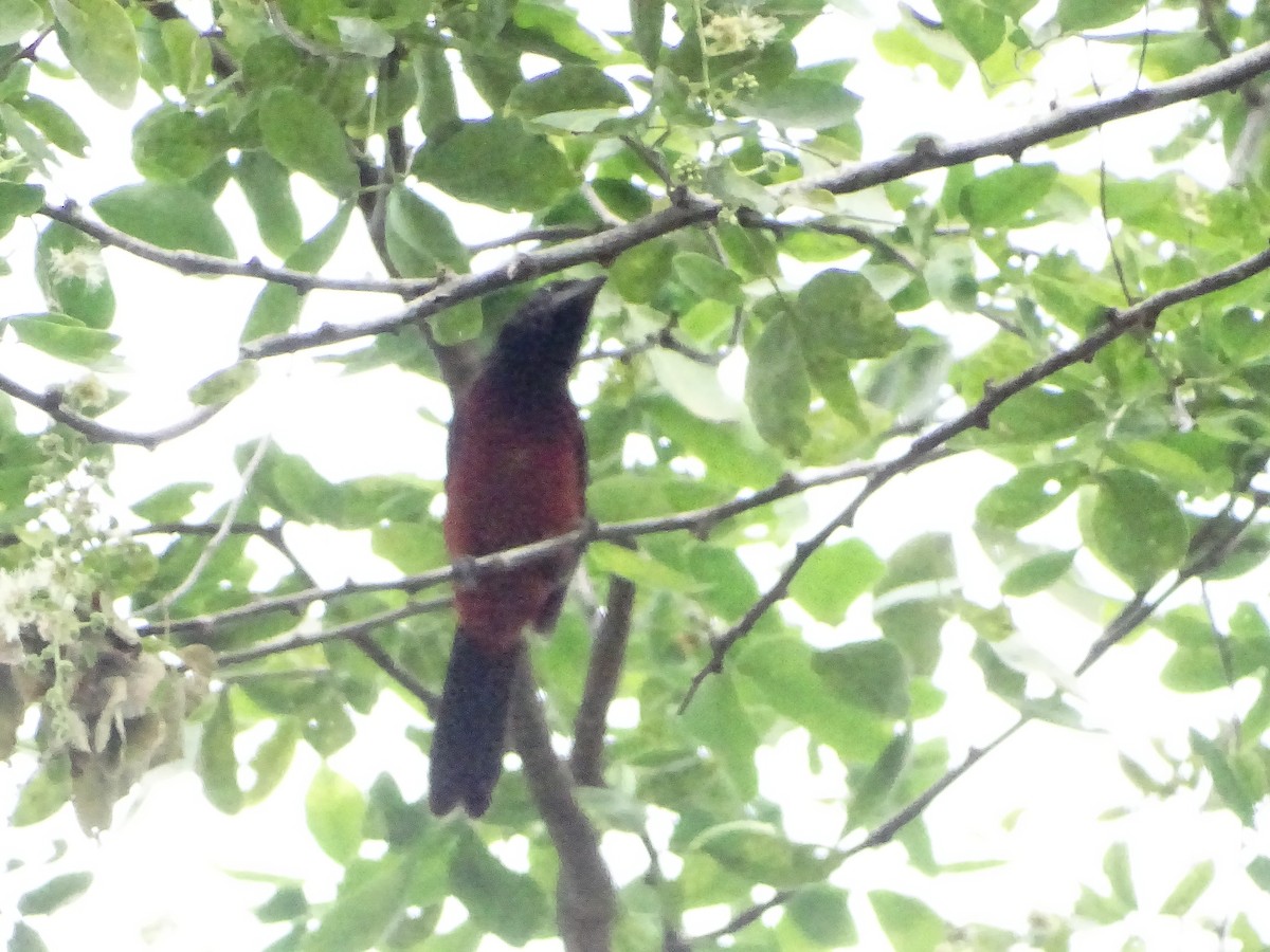 Crimson-backed Tanager - ML643324750