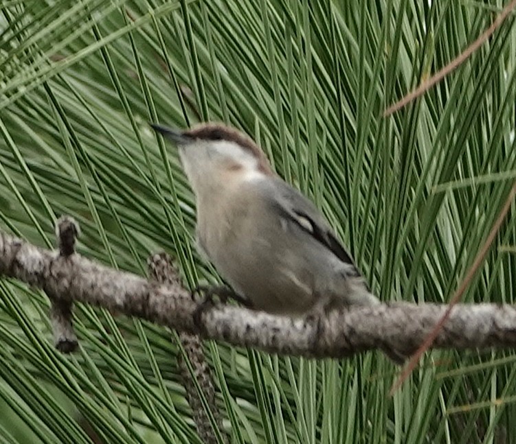 Brown-headed Nuthatch - ML643324758