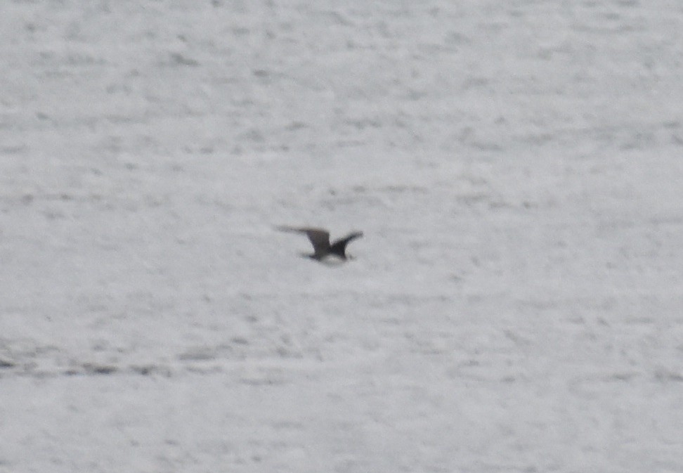 Parasitic Jaeger - ML643324759