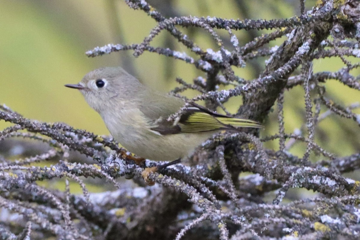 Ruby-crowned Kinglet - ML643324767