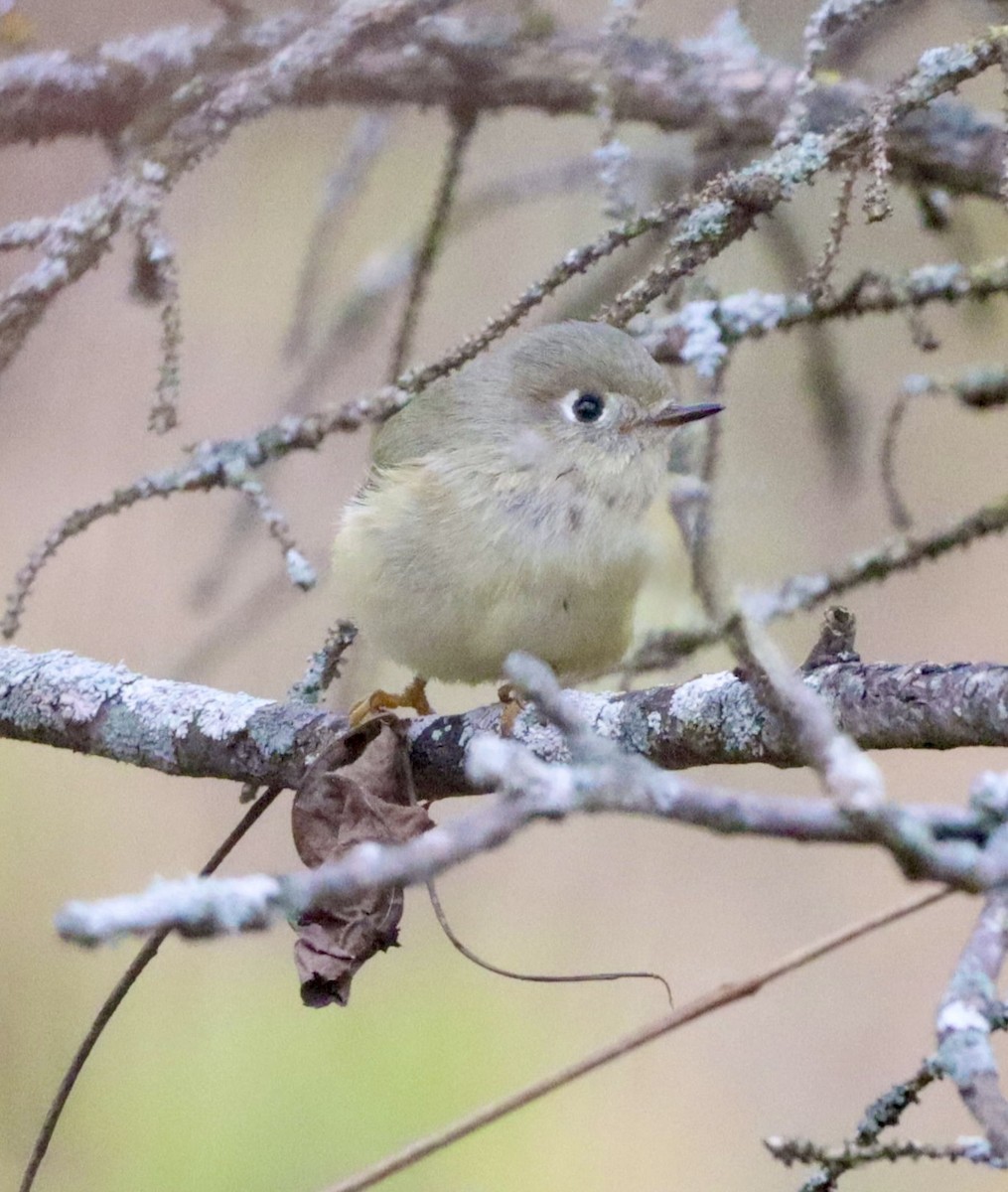 Ruby-crowned Kinglet - ML643324768