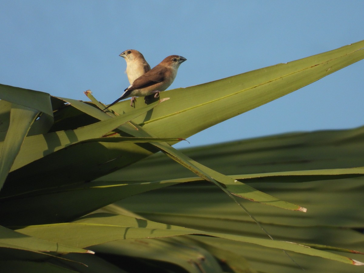 Indian Silverbill - ML643324774