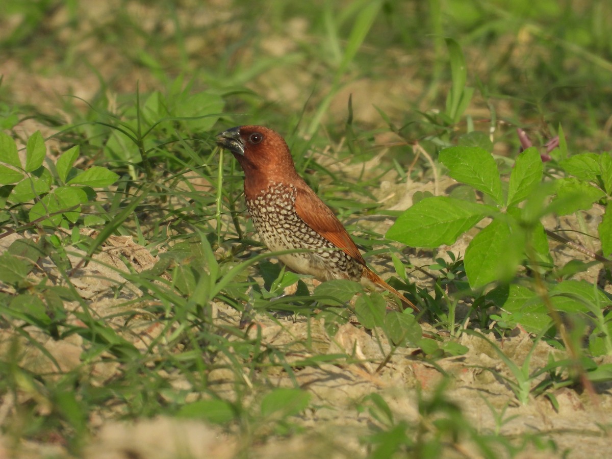 Scaly-breasted Munia - ML643324780