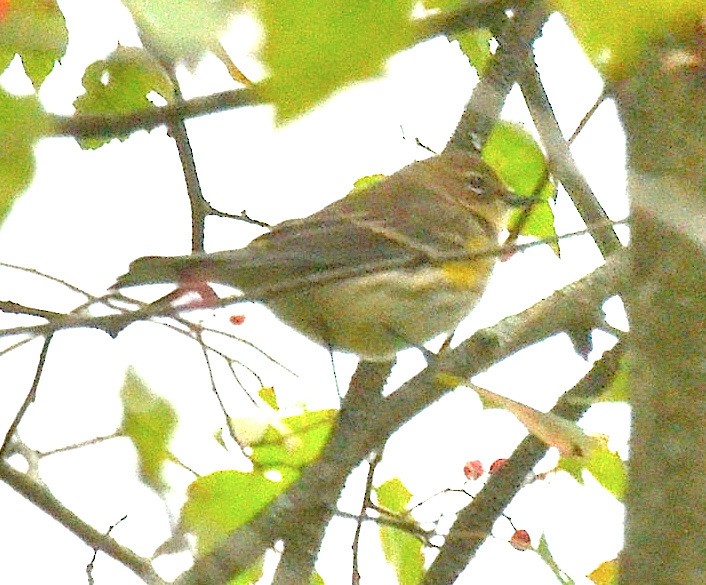 lesňáček žlutoskvrnný - ML643324787