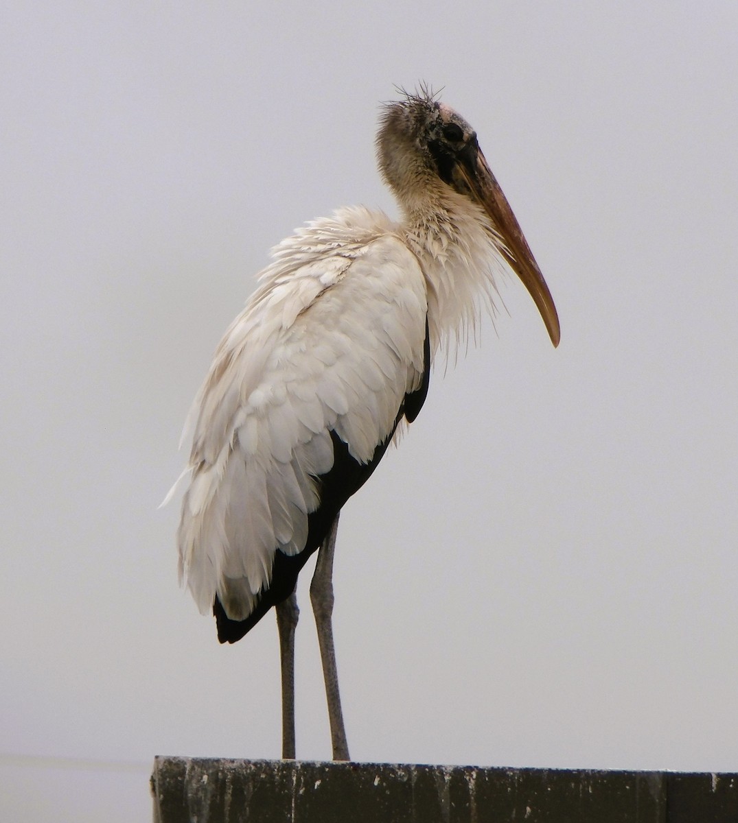 Wood Stork - ML643324796