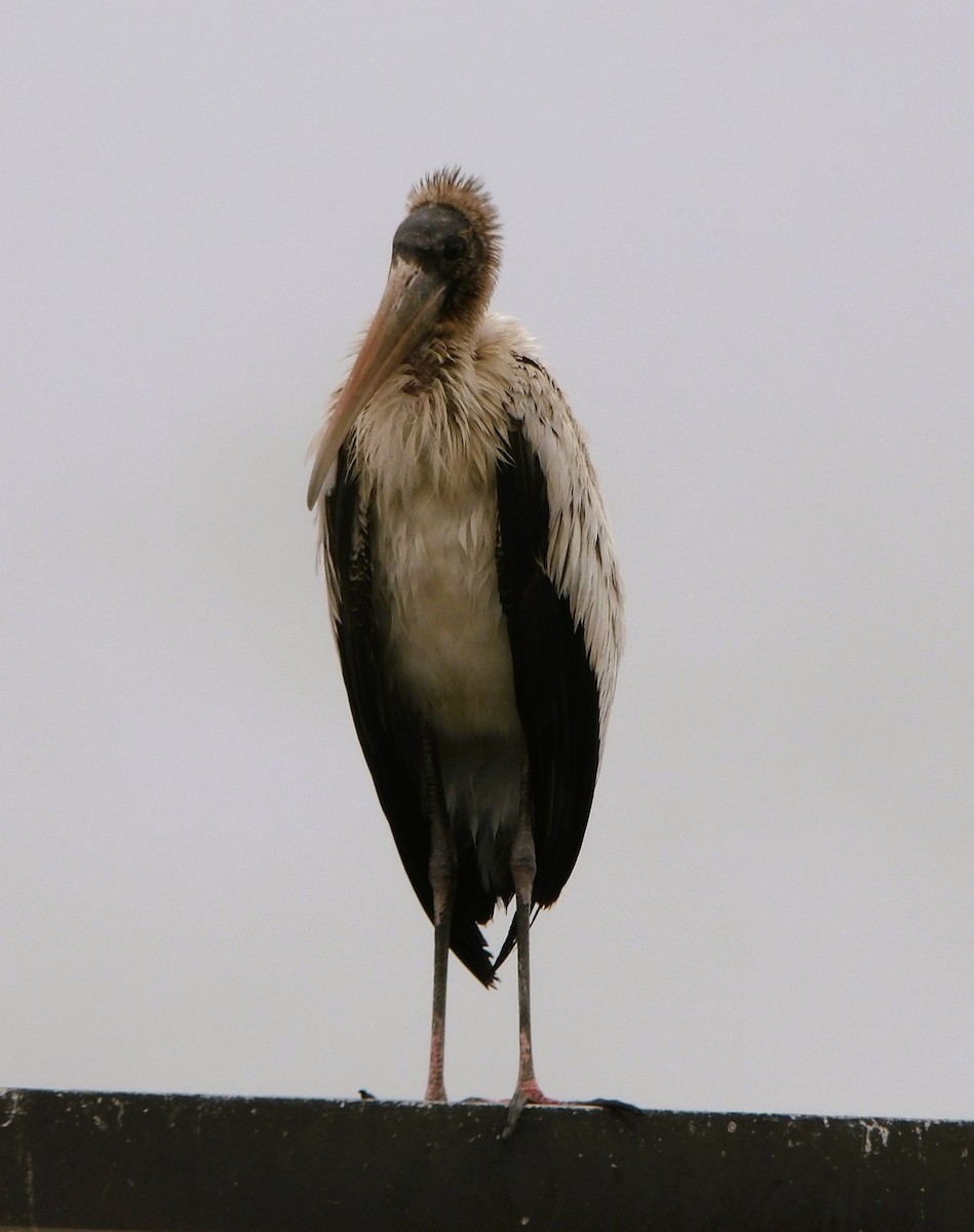 Wood Stork - ML643324797