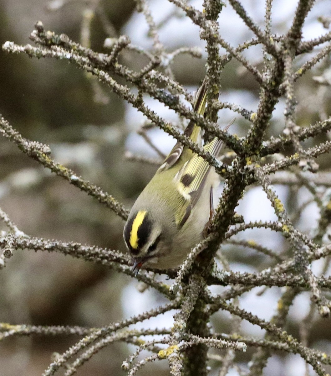 Golden-crowned Kinglet - ML643324800