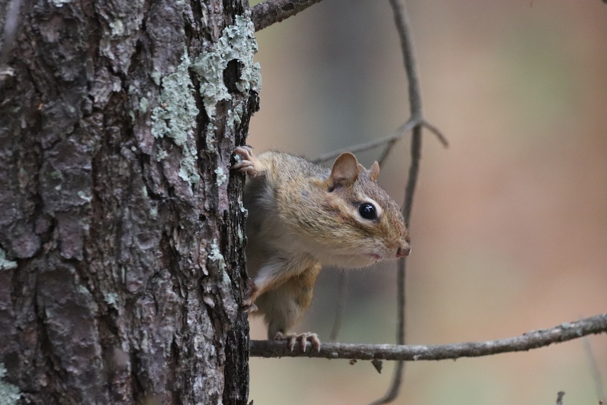 Eastern Chipmunk - ML643324801
