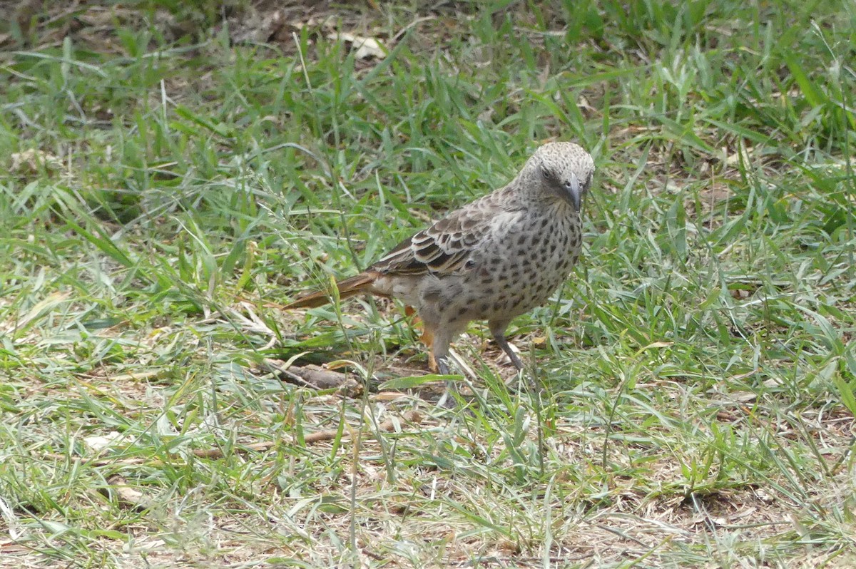 Rufous-tailed Weaver - ML643324805