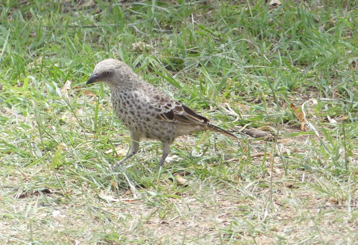Rufous-tailed Weaver - ML643324806