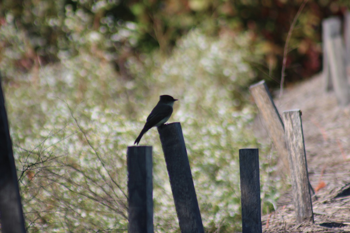 Eastern Phoebe - ML643324809