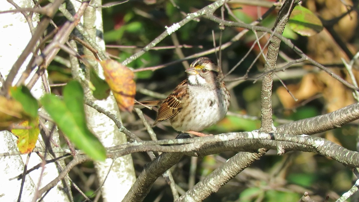 White-throated Sparrow - ML643324814