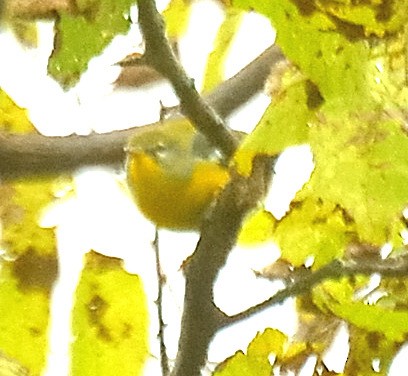 lesňáček lišejníkový - ML643324817