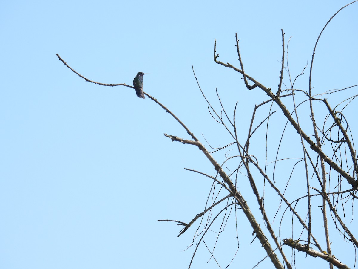 Colibri d'Anaïs - ML643324824