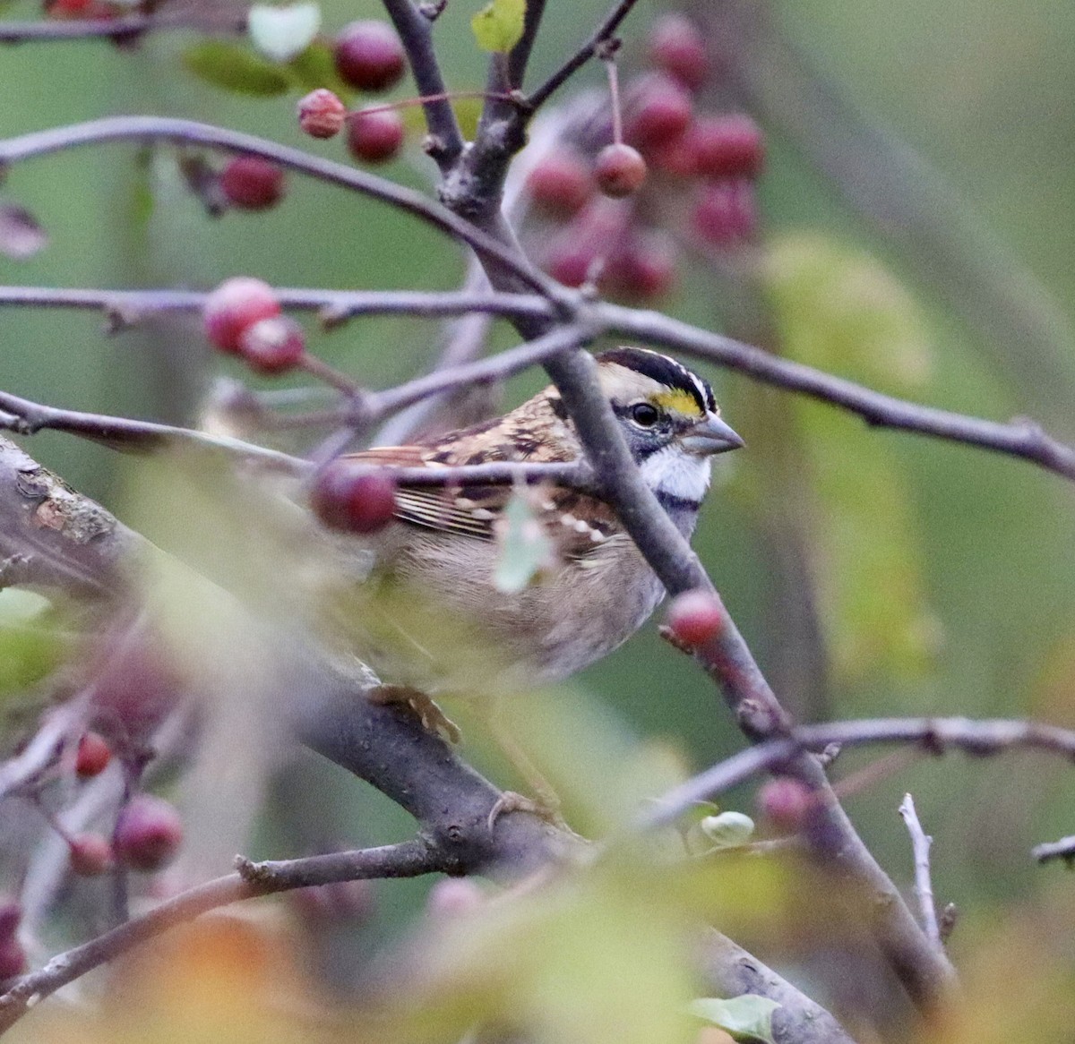 White-throated Sparrow - ML643324826