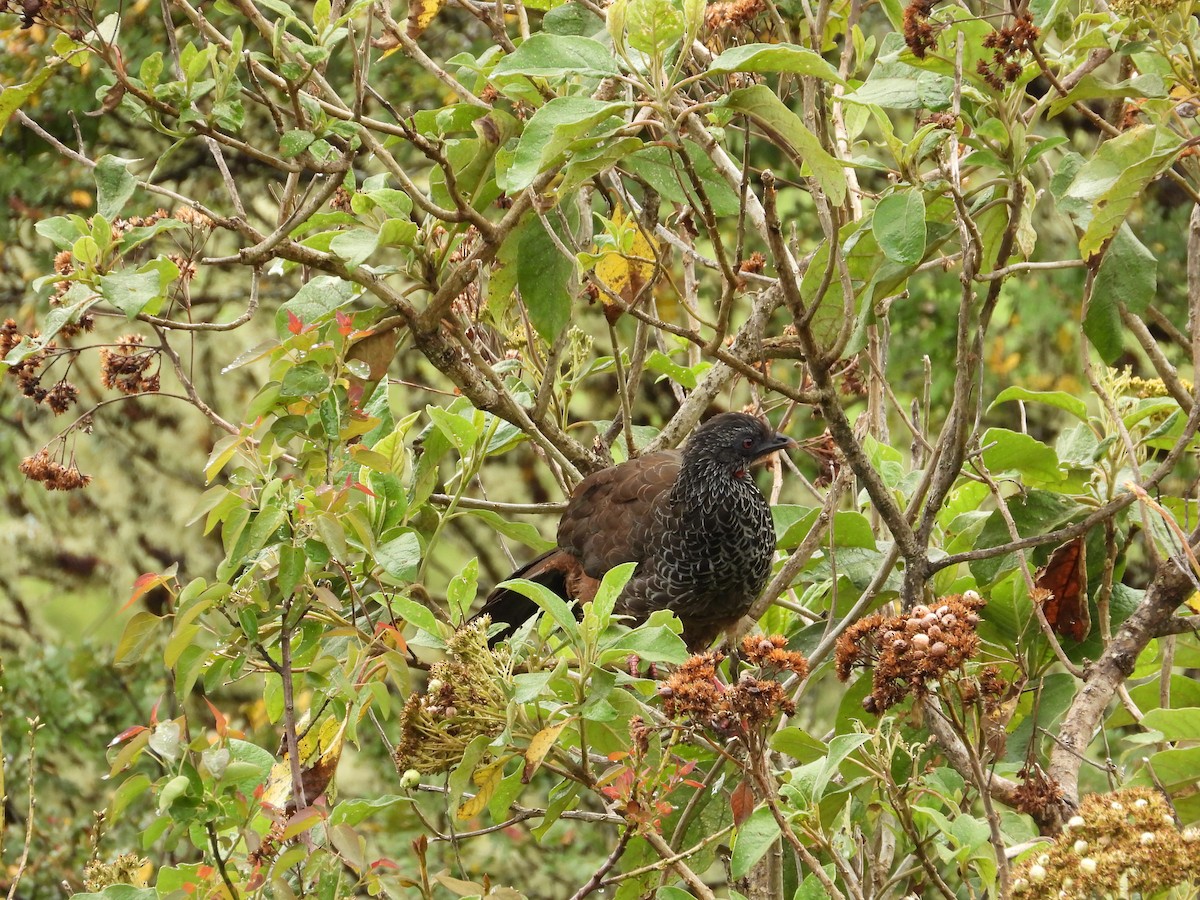Andean Guan - ML643324833