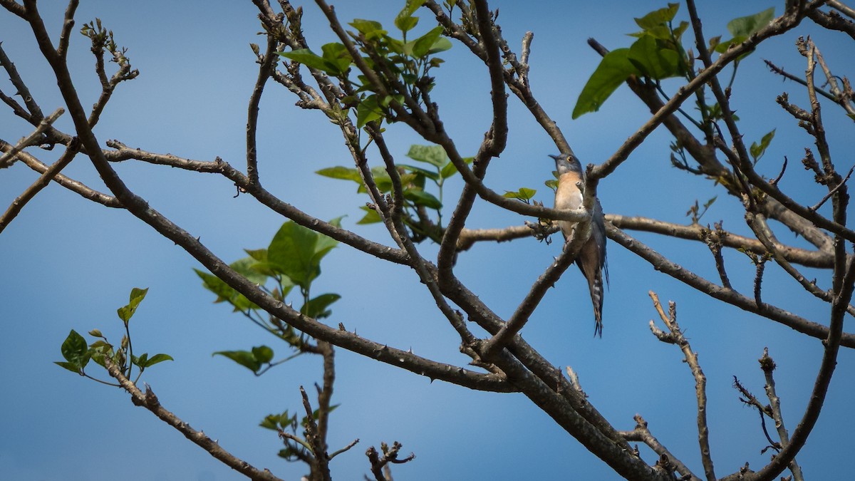 Yelpaze Kuyruklu Guguk - ML643324835