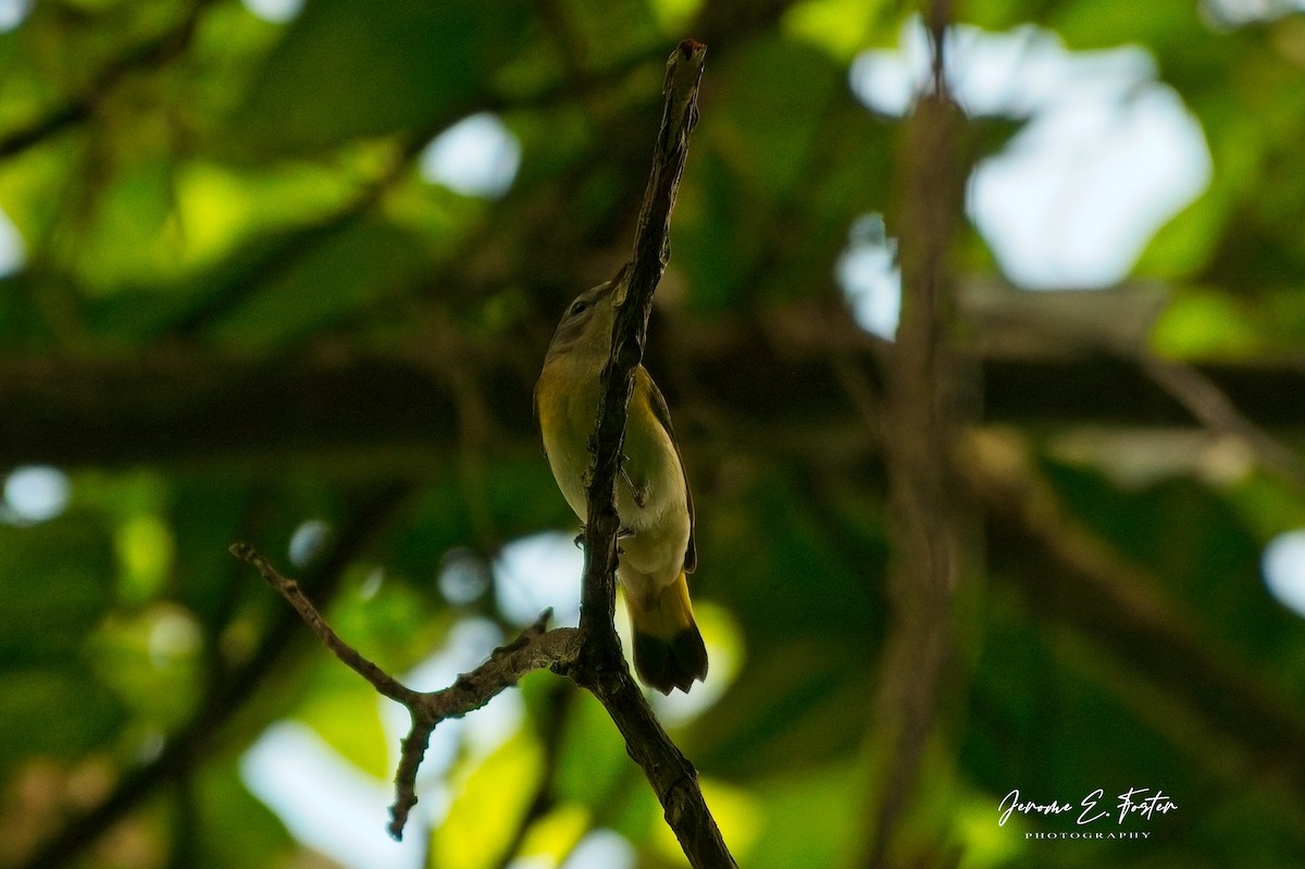 American Redstart - ML643324859