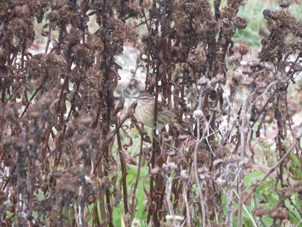 Palm Warbler - ML643324891