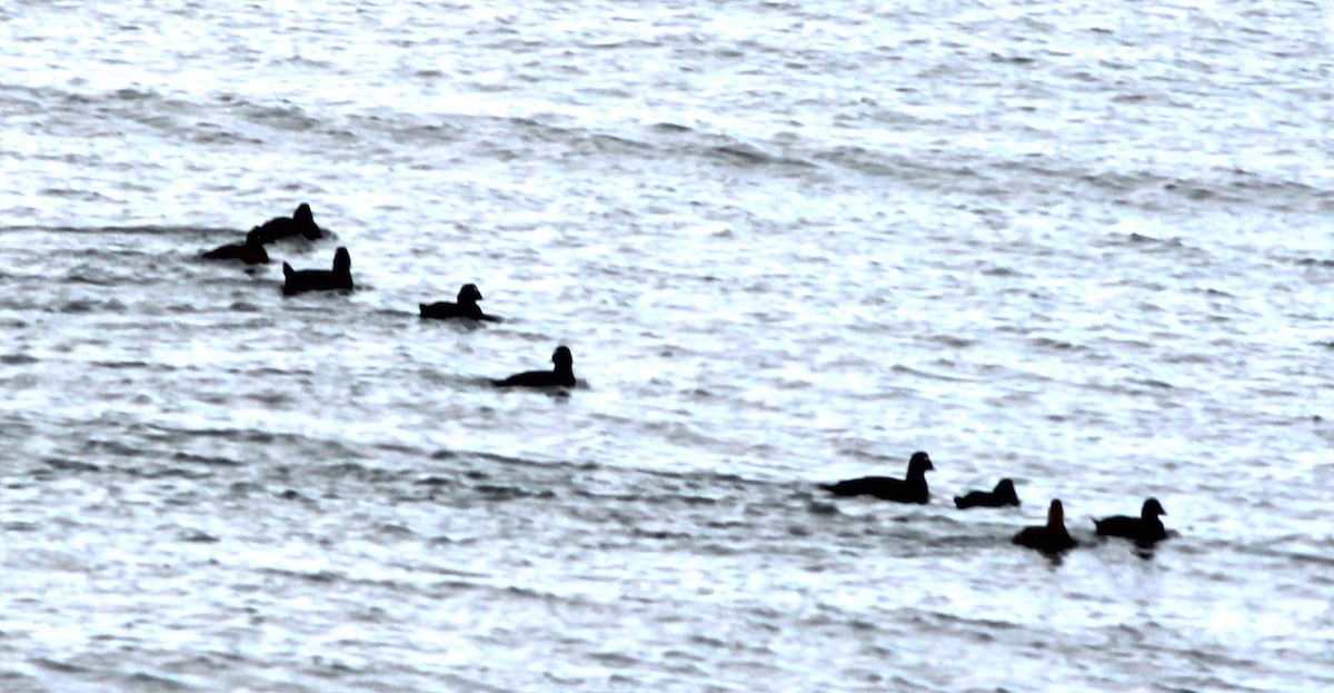 White-winged Scoter - ML643324930