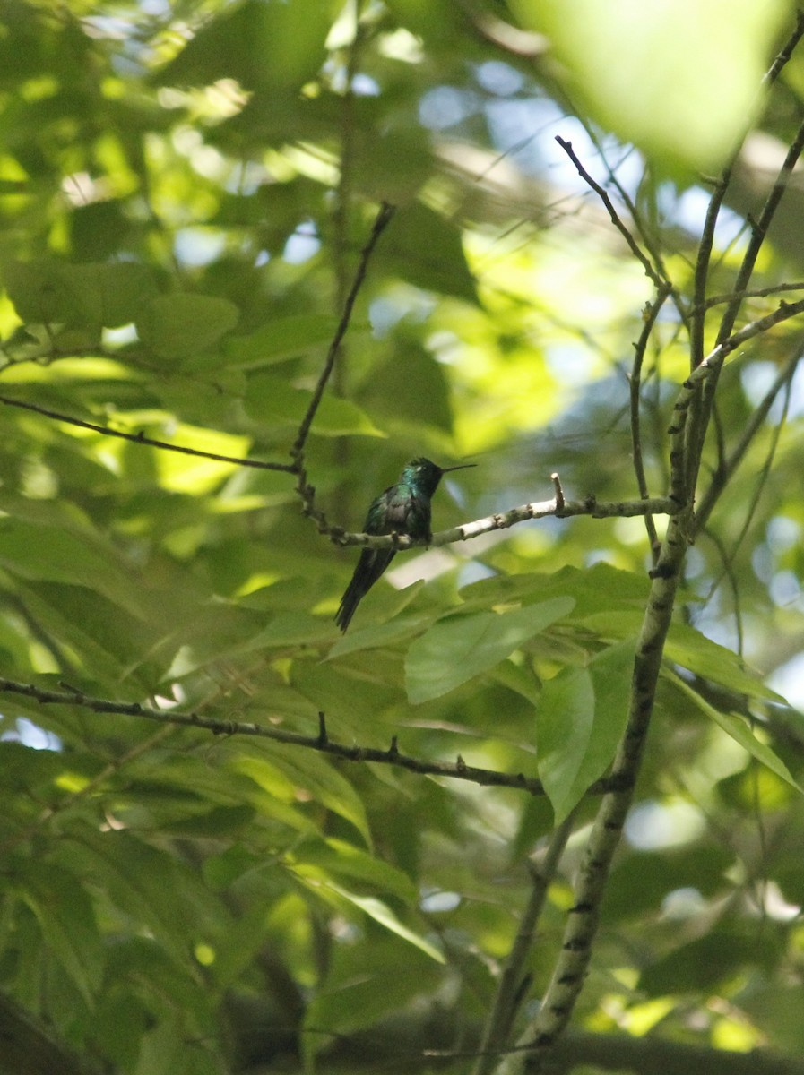 Cuban Emerald - ML643324933