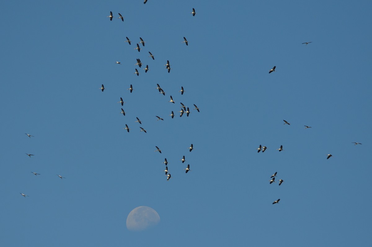 Wood Stork - ML643324938