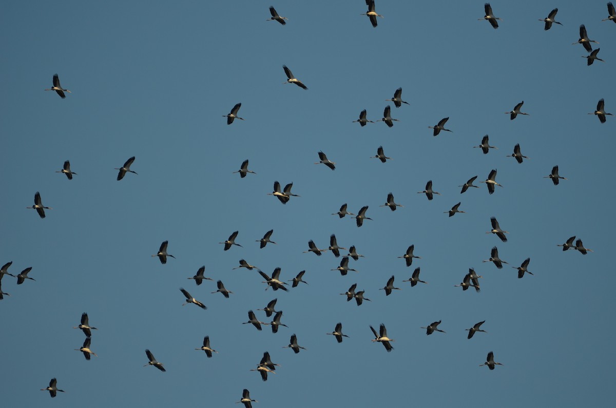 Wood Stork - ML643324939