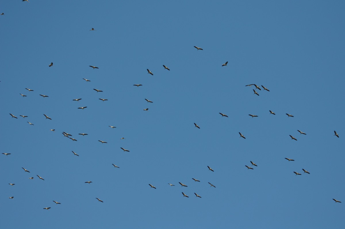 Wood Stork - ML643324941