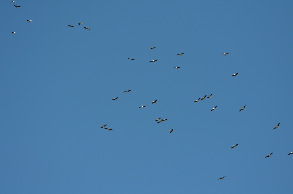 Wood Stork - ML643324942