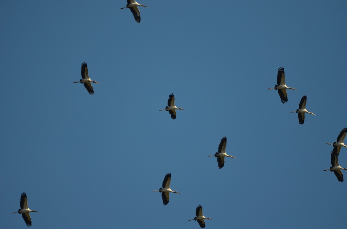 Wood Stork - ML643324944
