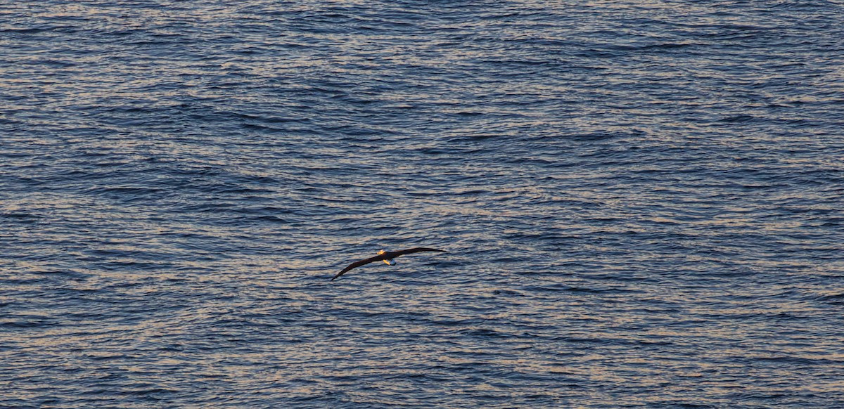 Laysanalbatros - ML643324947