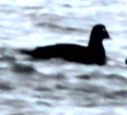 White-winged Scoter - ML643324949