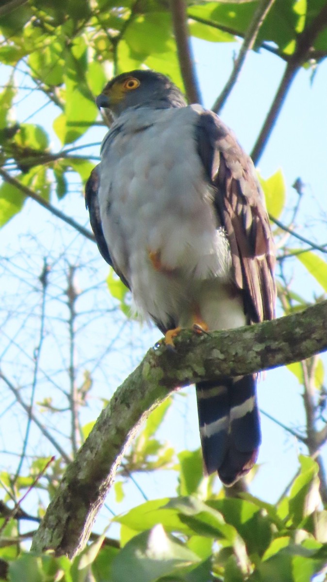 Bicolored Hawk - ML643324966