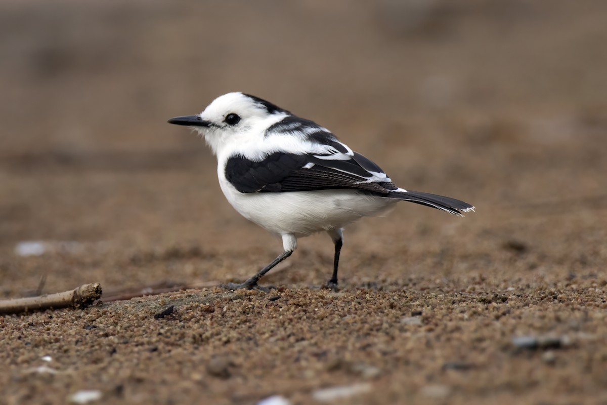 Pied Water-Tyrant - ML643324971