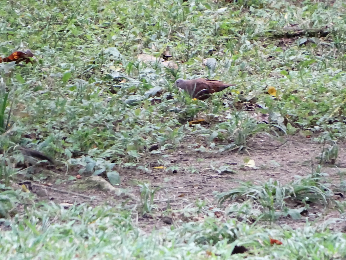 Ruddy Ground Dove - ML643324975