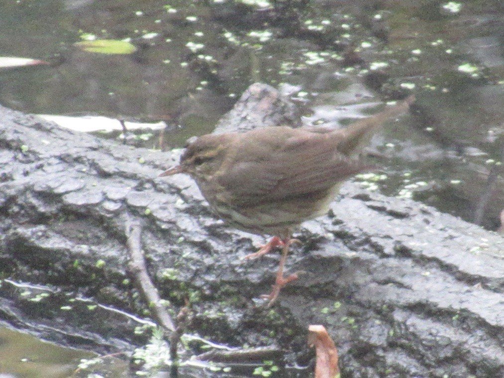 Northern Waterthrush - ML643324983