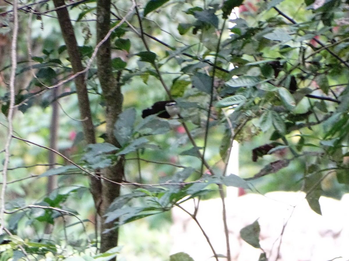 Bicolored Wren - ML643325003