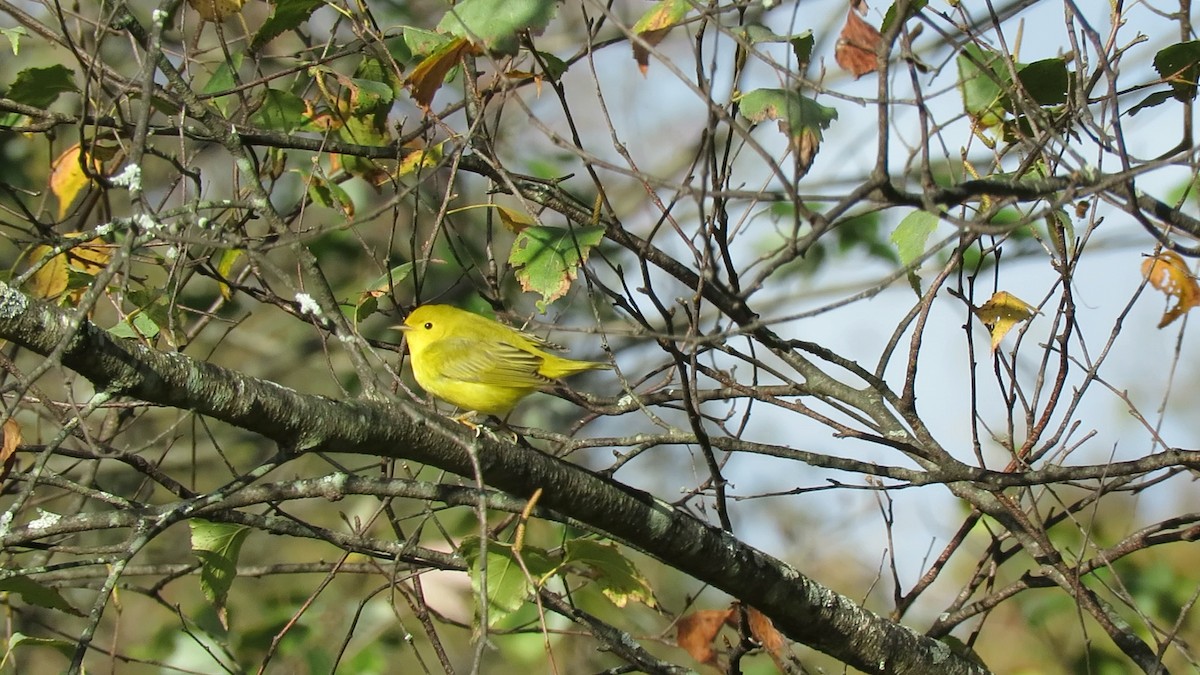 Northern Yellow Warbler - ML643325034