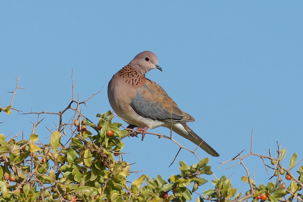 Өөдсөн хүүрзгэнэ - ML643325037