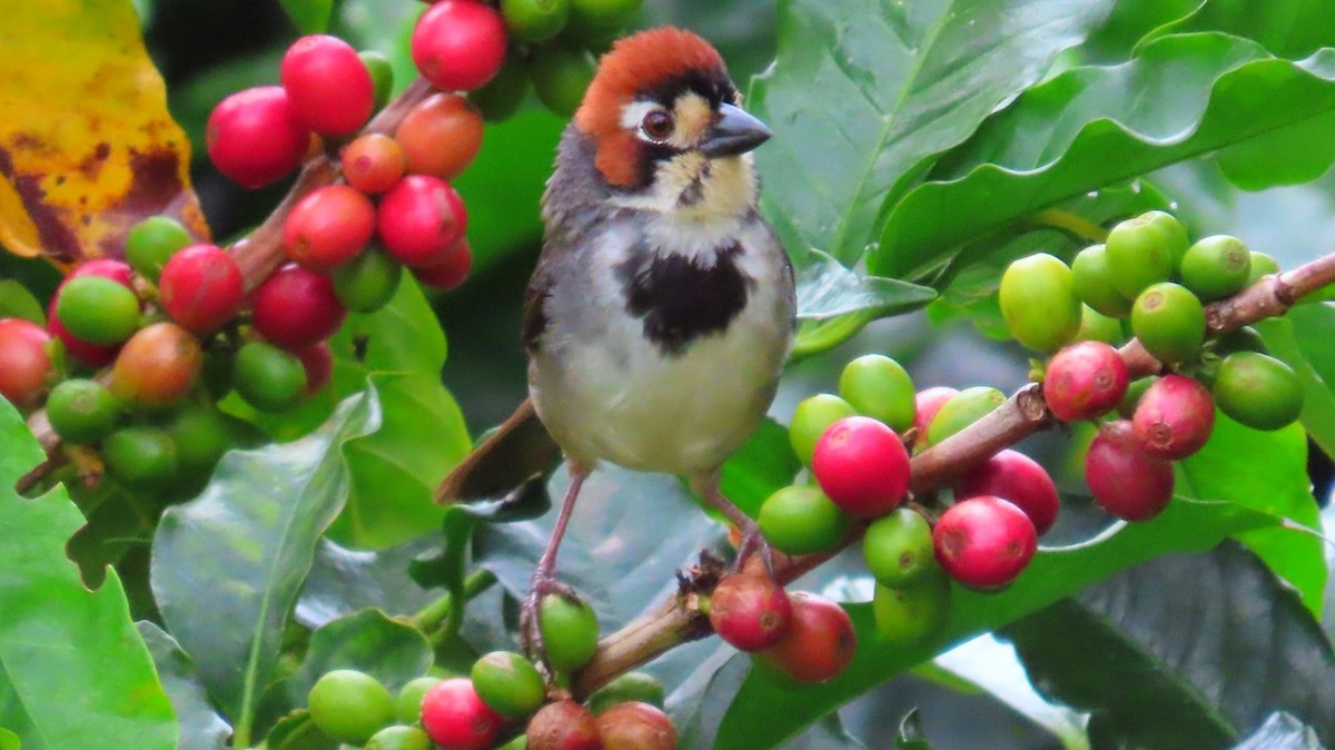 Cabanis's Ground-Sparrow - ML643325039