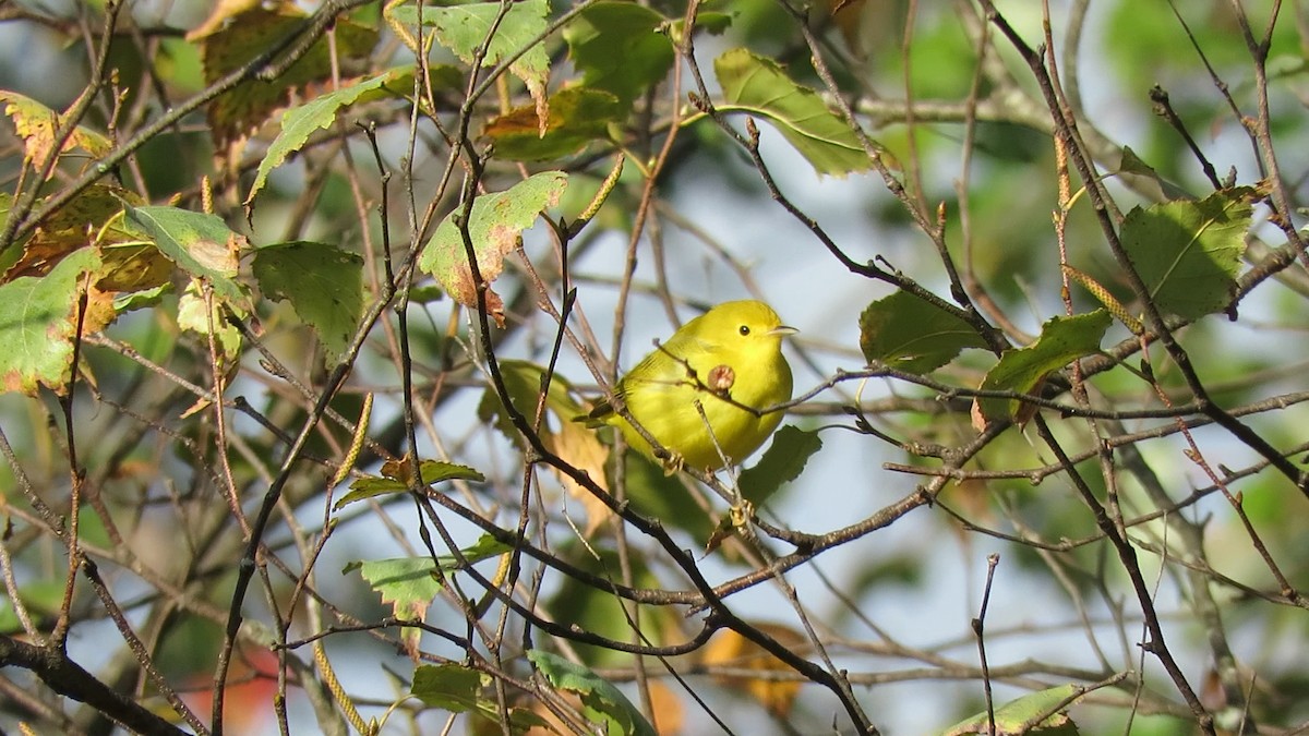 Northern Yellow Warbler - ML643325079