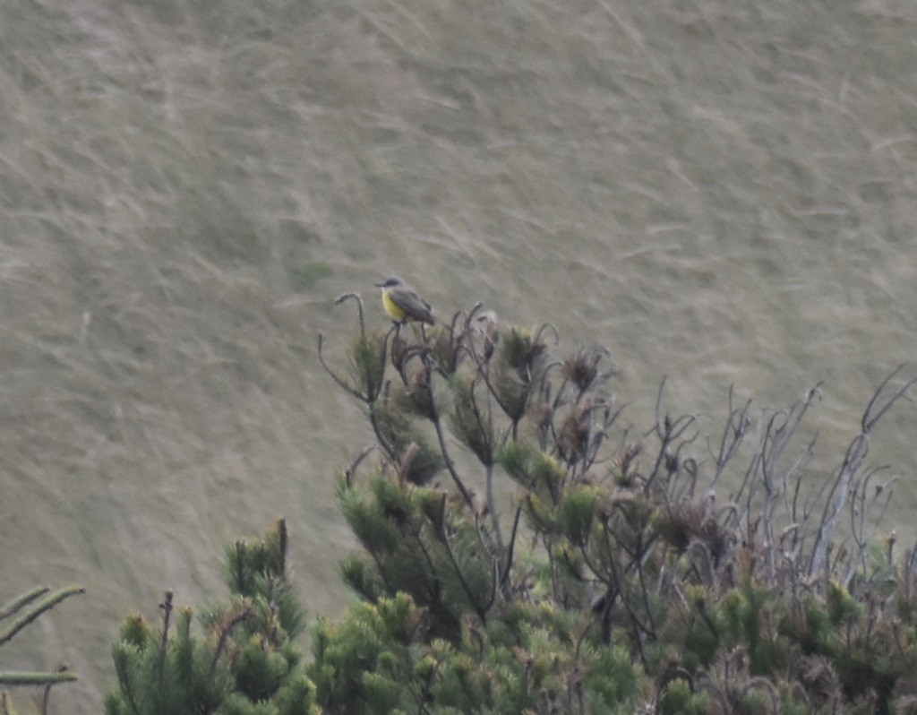 Tropical Kingbird - ML643325083