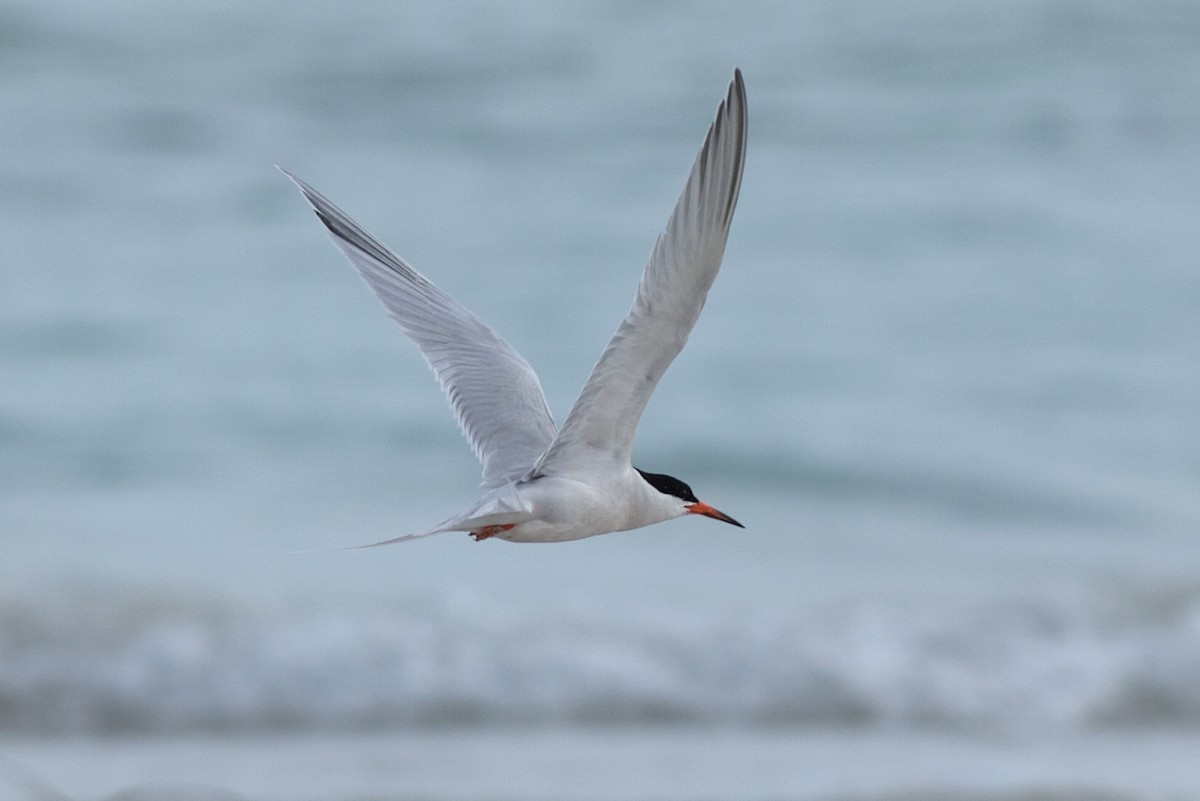 Roseate Tern - ML643325085