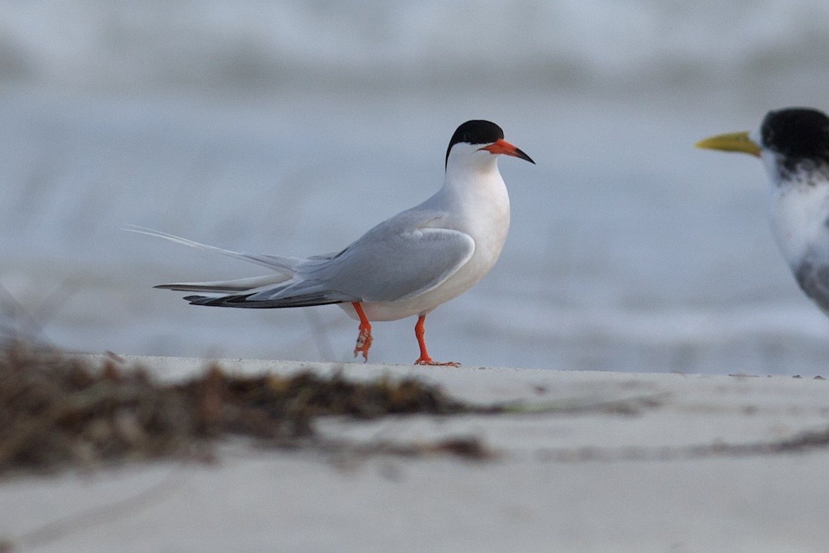 Roseate Tern - ML643325086